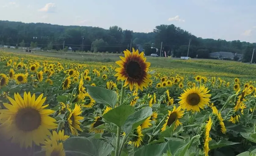 Photo of Sunflower  at Sunflower Farm Lisbon Woodbine, Maryland