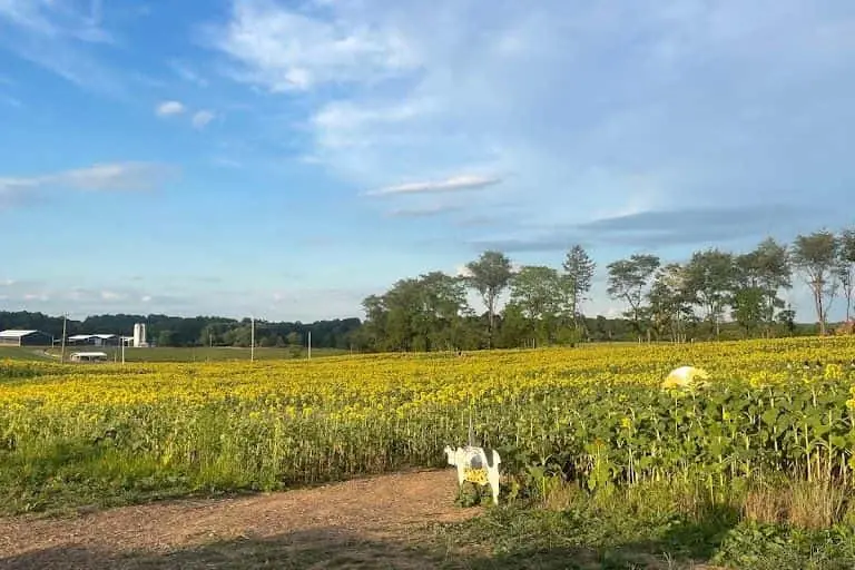 Photo of Sunflower  at Sunflower Farm Lisbon Woodbine, Maryland - 2