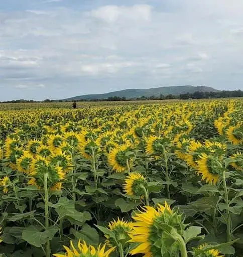 Photo of Sunflower  at Sunflower Valley Farm New Hampton, New york