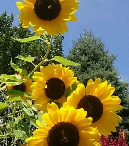 Photo of Sunflower  at Sunflower Valley Farm New Hampton, New york - 3