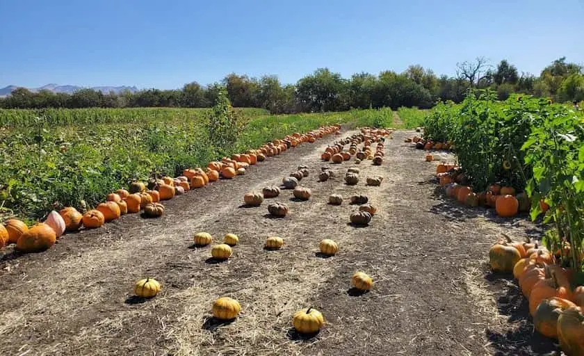 Photo of Sunflower at Swank Farms, The Experience Hollister, California - 3