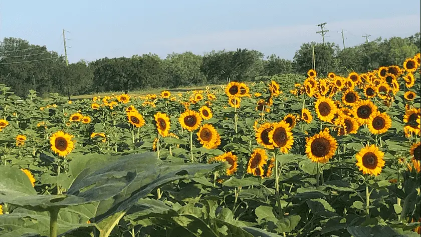 Photo of Sunflower  at Sweet Berry Farm Marble Falls, Texas