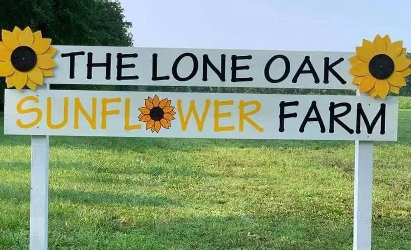 Photo of Sunflower  at The Lone Oak Sunflower Farm and Corn Maze New Boston, Michigan