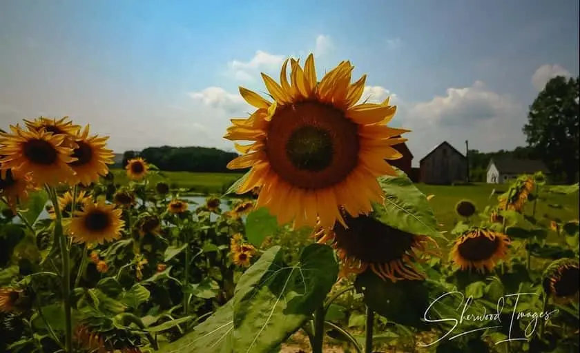 Photo of Sunflower  at The Lone Oak Sunflower Farm and Corn Maze New Boston, Michigan - 2