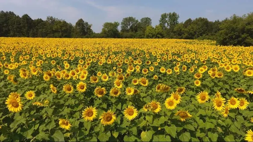 Photo of Sunflower  at Treasured Haven Farm Rush City, Minnesota