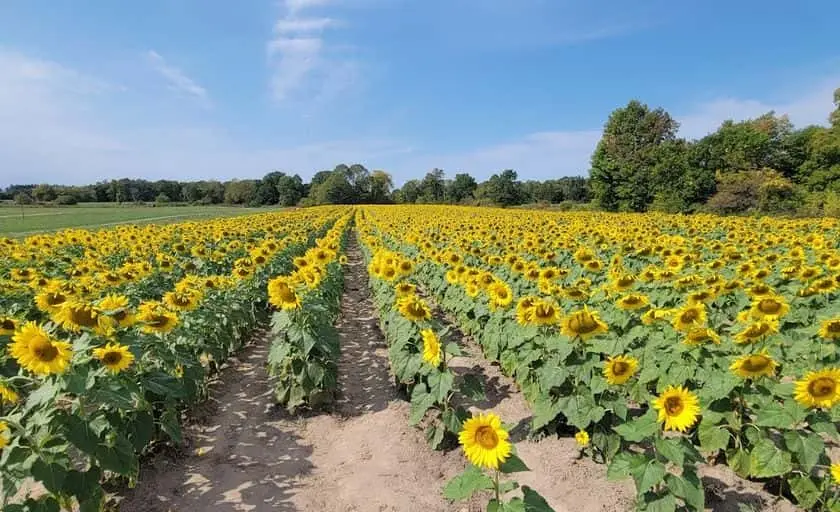 representative photo for Sunflower  Farms in Rush City, Minnesota