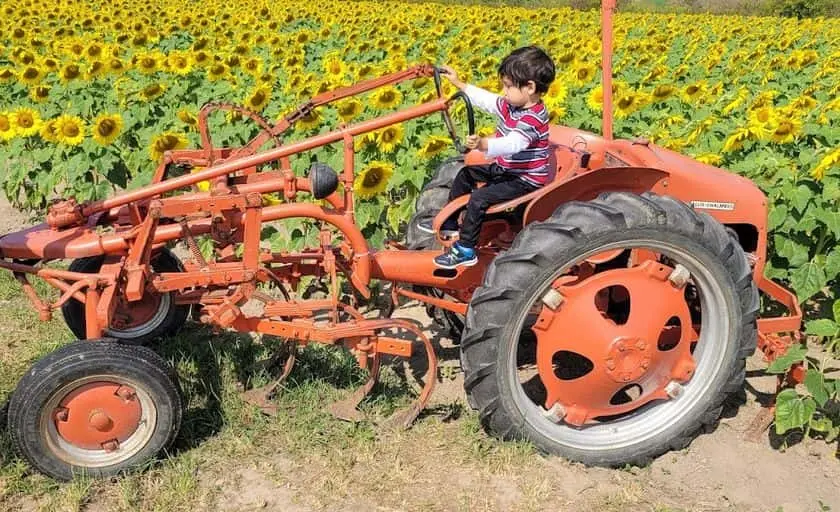 Photo of Sunflower at Treasured Haven Farm Rush City, Minnesota - 3