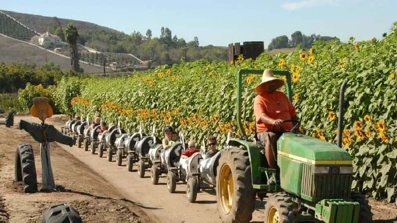 Photo of Sunflower  at Underwood Family Farms Moorpark, California