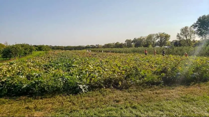 Photo of Sunflower Field at Afton Apple Orchard Hastings, Minnesota - 3