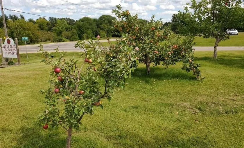 representative photo for Sunflower  Farms in Delano, Minnesota