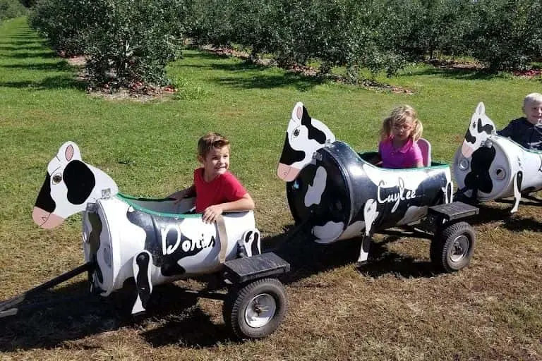 Photo of Sunflower Field at Apple Jack Orchards Delano, Minnesota - 3