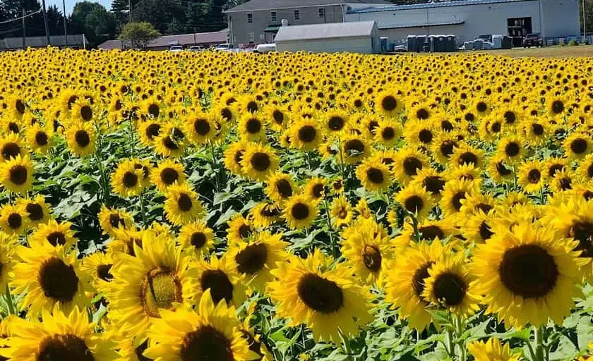 Photo of Sunflower Field at Clear Meadow Park Monkton, Maryland