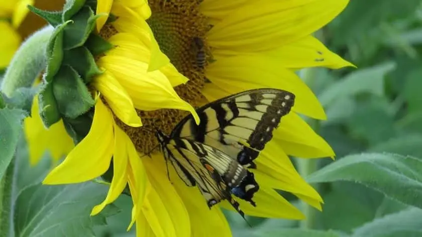Photo of Sunflower Field at Clear Meadow Park Monkton, Maryland - 2