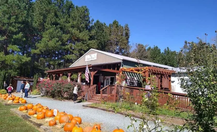 representative photo for Sunflower  Farms in Ramseur, North Carolina