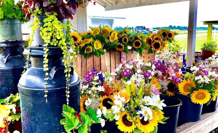 Photo of Sunflower Field at Pattys Berries and Bunches Mattituck, New york - 3