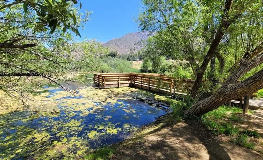 Photo of Sunflower Field at Riley’s at Los Rios Rancho Yucaipa, California - 3