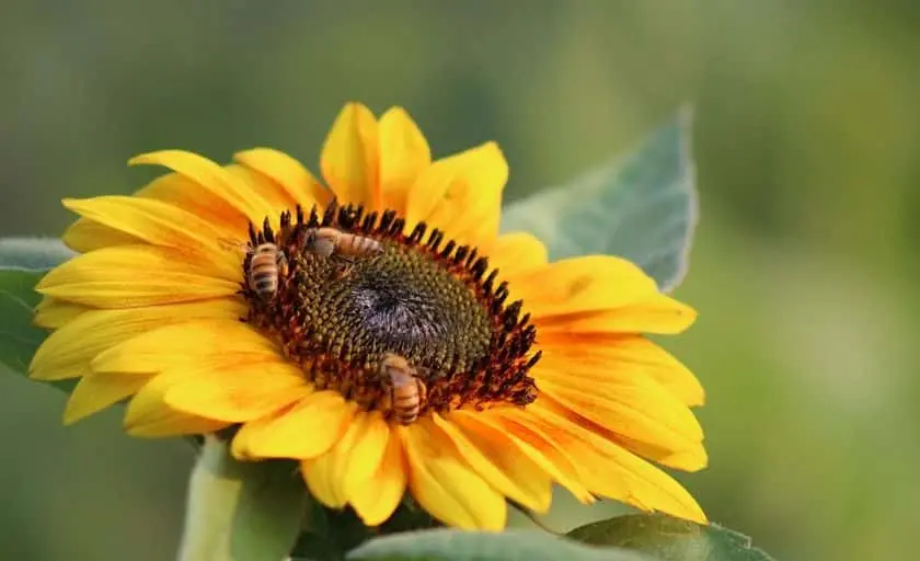 Photo of Sunflower Field at Starflower Experiences Huntington, New york