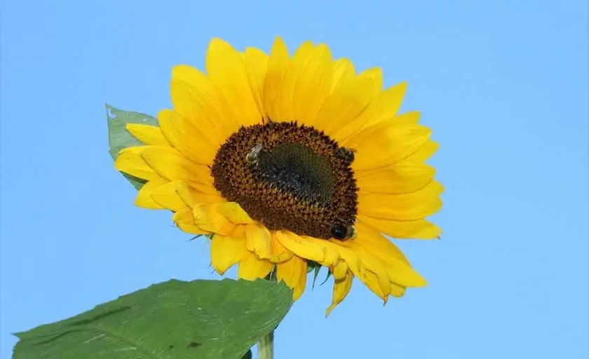 representative photo for Sunflower  Farms in Huntington, New York