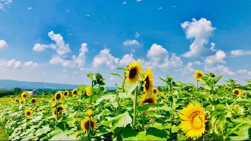 Photo of Sunflower Field at Valley View Acres Middletown, Maryland