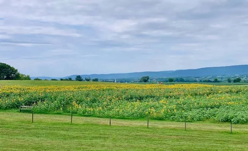 Photo of Sunflower Field at Valley View Acres Middletown, Maryland - 2