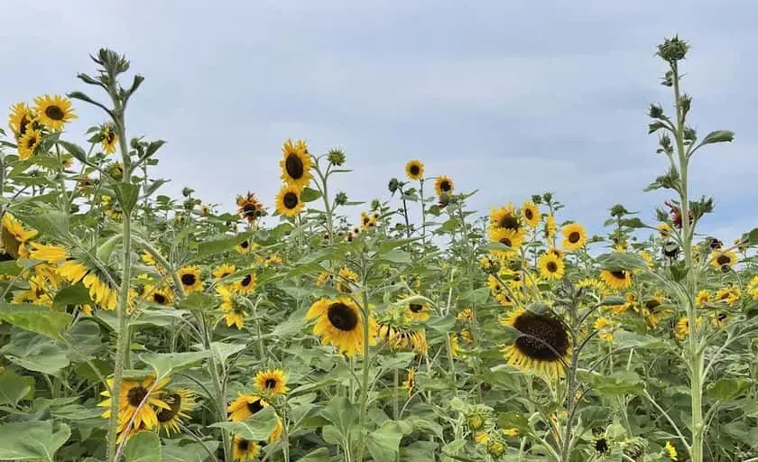 Photo of Sunflower Field at Valley View Acres Middletown, Maryland - 3