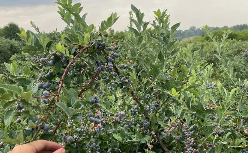 representative photo for Raspberry Picking Farms in Owings, Maryland