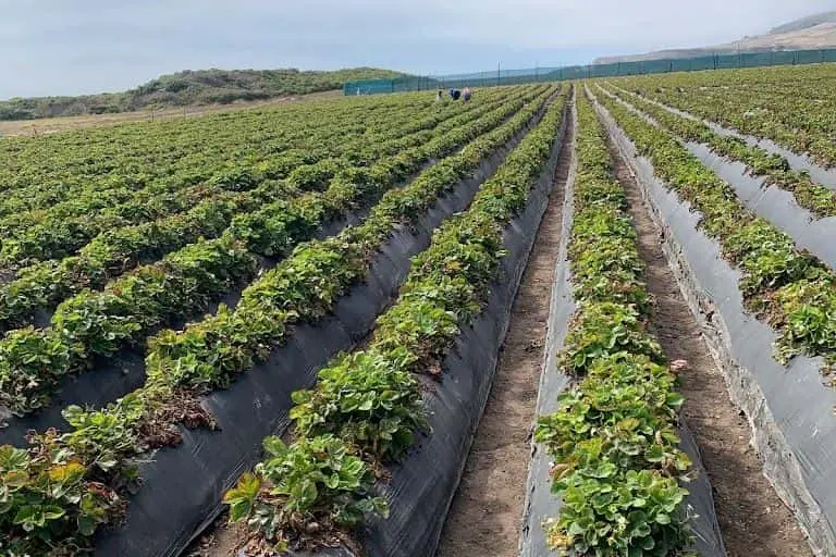 Photo of  Swanton Berry Farm Davenport, California - 3