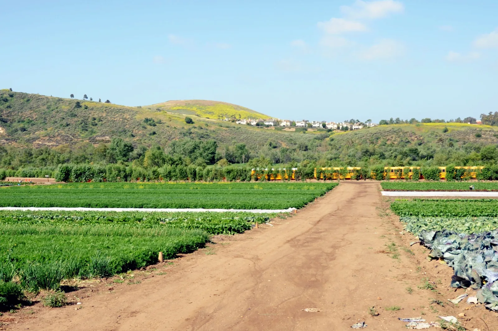 representative photo for Pumpkin Patches in Irvine, California
