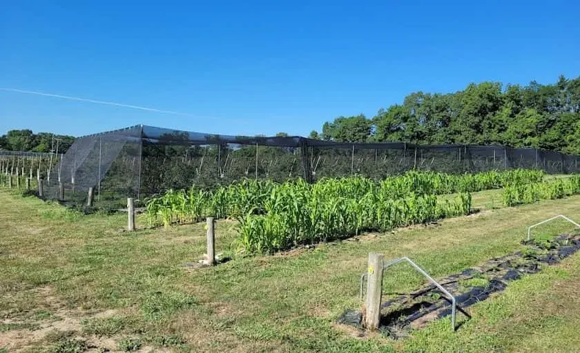 Photo of  Tanglewood Berry Farm Fort Wayne, Indiana - 2