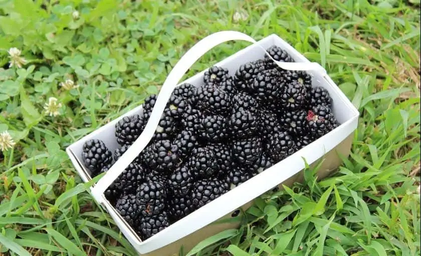 Photo of  Tanglewood Berry Farm Fort Wayne, Indiana - 3