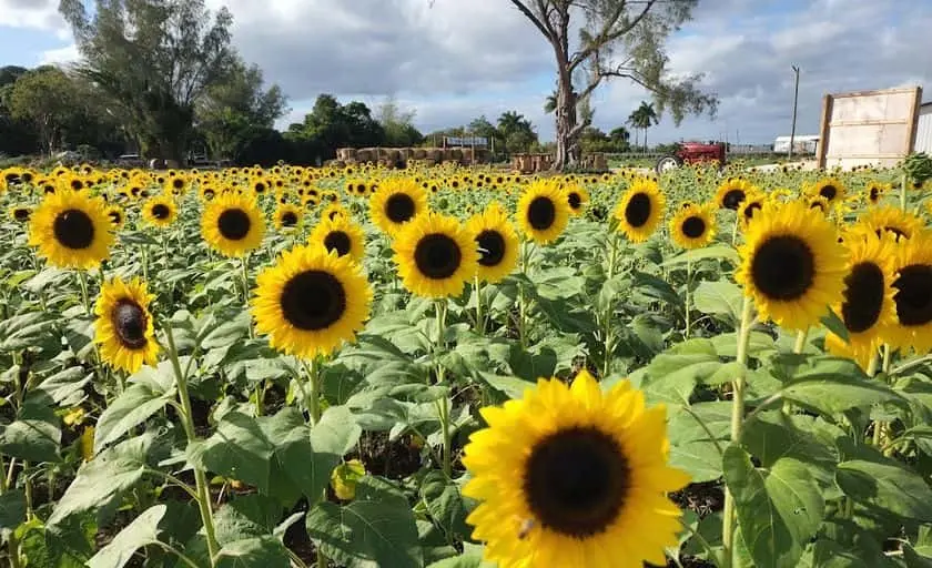 Photo of  The Berry Farms Miami, Florida - 2