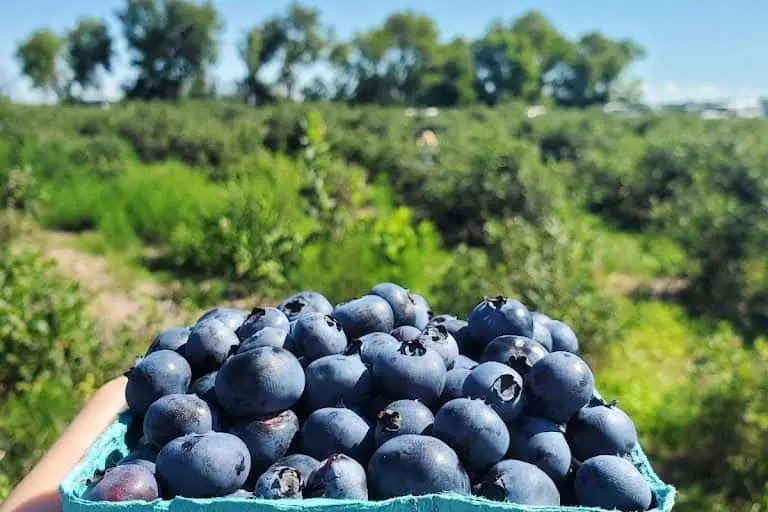 Photo of  The Berry Patch Forest Lake, Minnesota