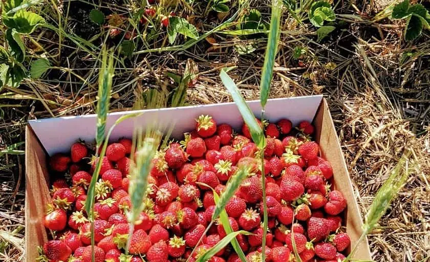 representative photo for Strawberry Picking Farms in Forest Lake, Minnesota