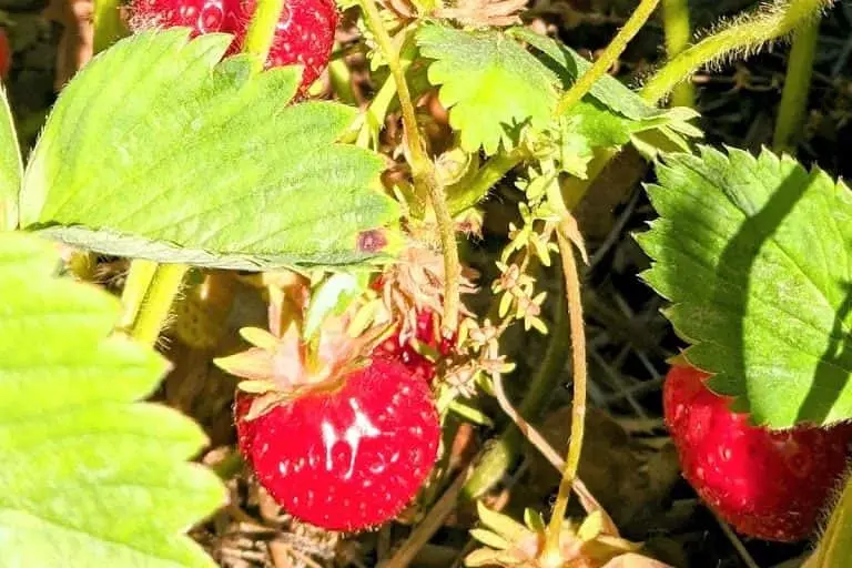 Photo of The Berry Patch Forest Lake, Minnesota - 3