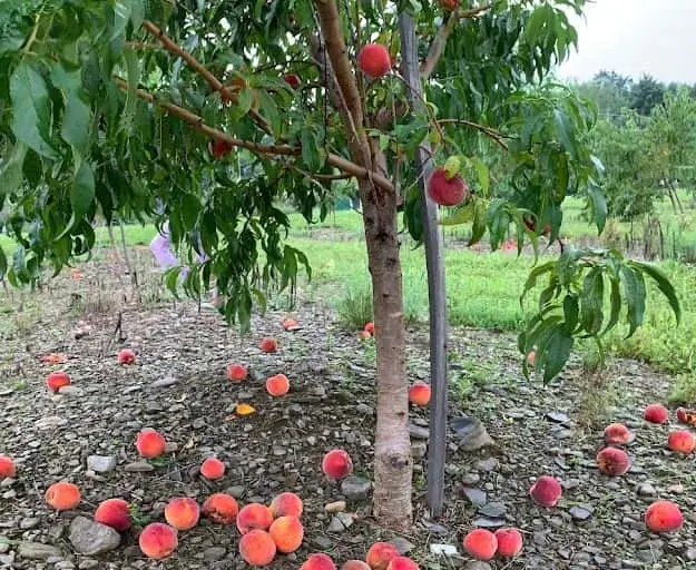 Photo of  The Cheerful Cherry Farm Hector, New york - 2