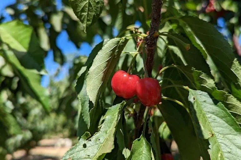 Photo of  Three Nunns Farm Brentwood, California - 2