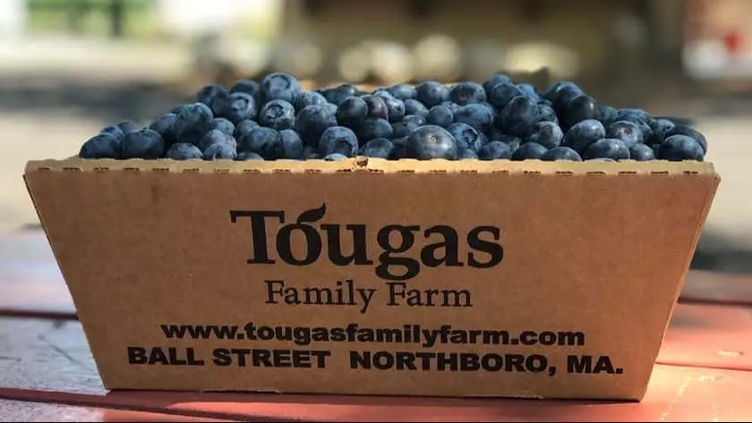 Photo of  Tougas Family Farm Northborough, Massachusetts