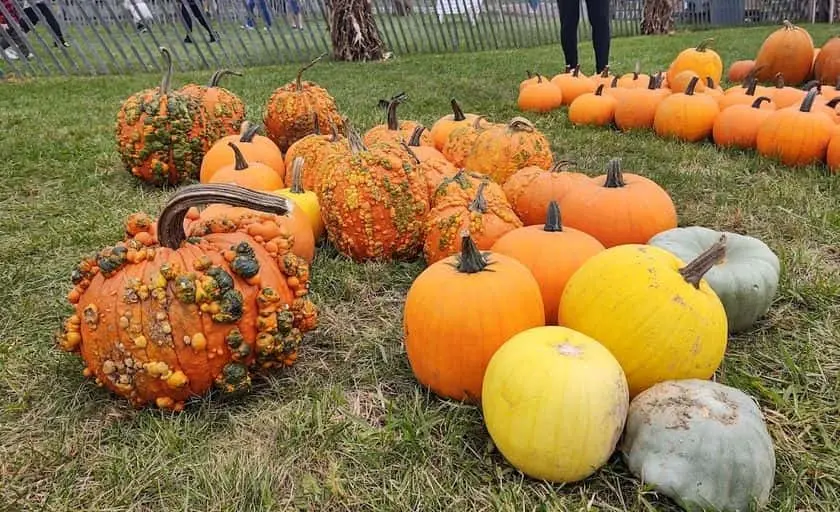 Photo of  Tougas Family Farm Northborough, Massachusetts - 2