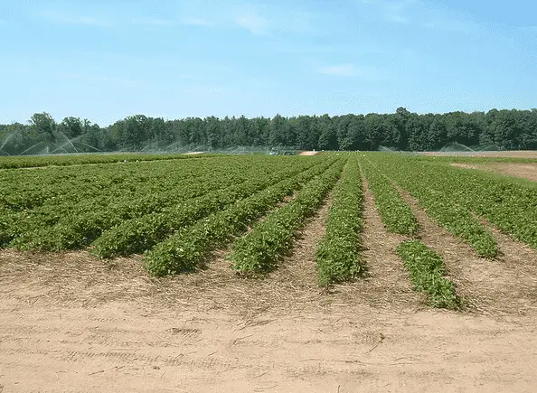 representative photo for Strawberry Picking Farms in Brethren, Michigan