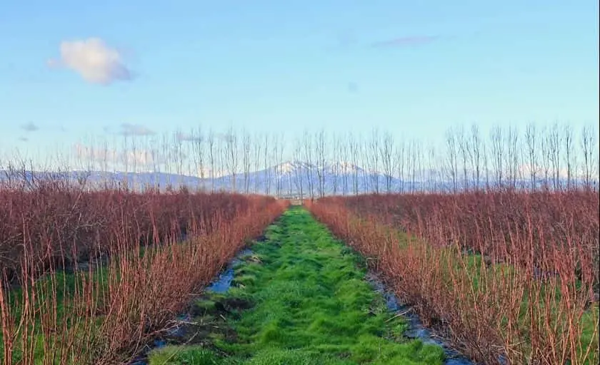 Photo of Victoria Island Farm Stockton, California - 3