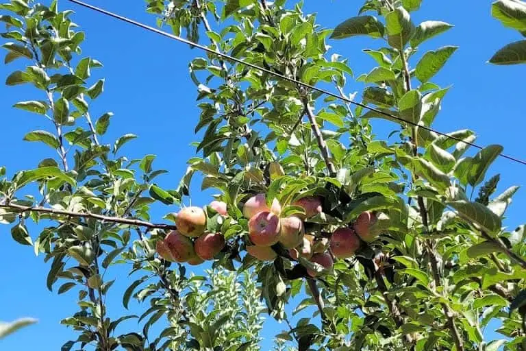 Photo of  Volcan Valley Apple Farm Julian, California