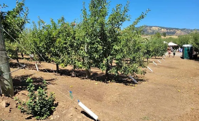 Photo of  Volcan Valley Apple Farm Julian, California - 2