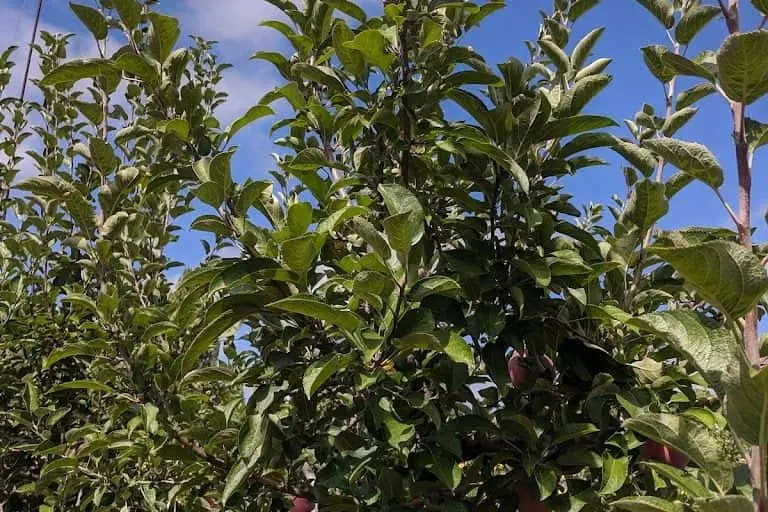 Photo of  Volcan Valley Apple Farm Julian, California - 3