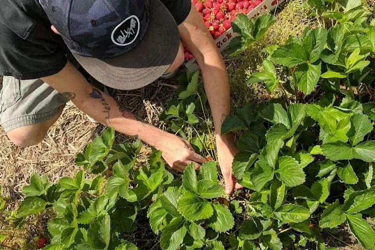 Photo of  Whittakers Berry Farm Ida, Michigan