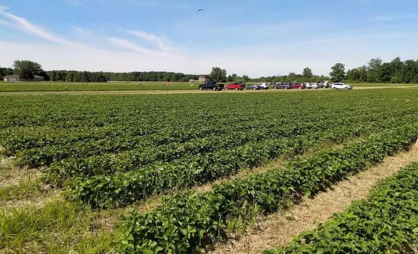 representative photo for Strawberry Picking Farms in Ida, Michigan