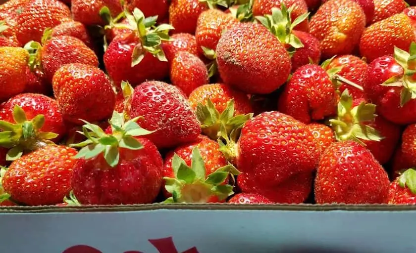 Photo of  Whittakers Berry Farm Ida, Michigan - 3