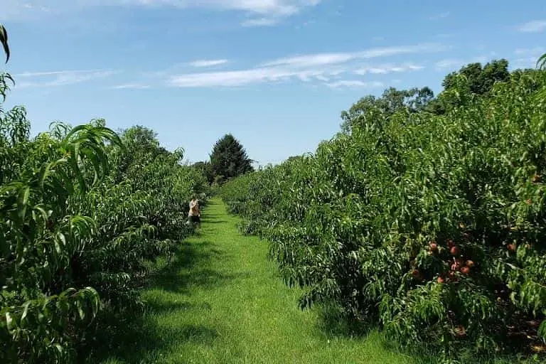 Photo of  Wickham’s Fruit Farm Cutchogue, New york