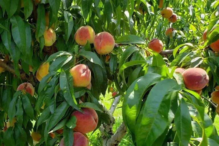 Photo of  Wickham’s Fruit Farm Cutchogue, New york - 2