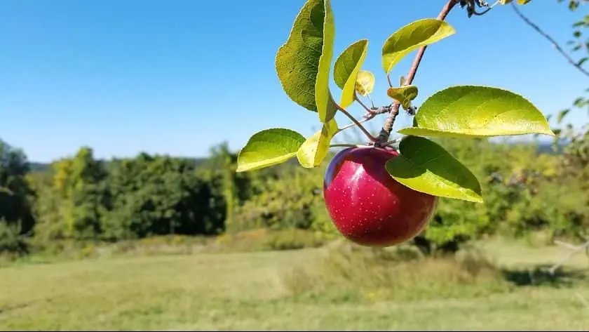 Photo of  Wilkens Fruit and Fir Farm Yorktown Heights, New york - 2