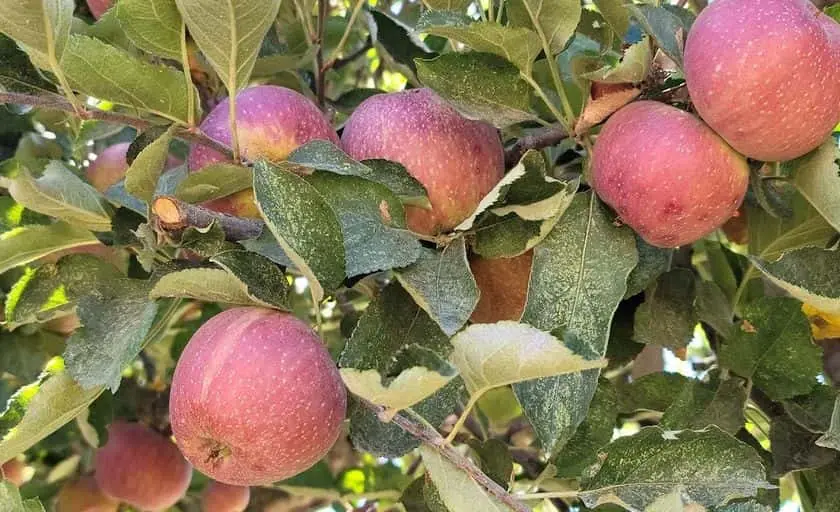 Photo of  Willowbrook Apple Farm Oak Glen, California